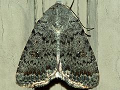 Owlet Moth